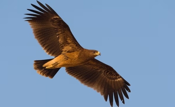 英媒:俄乌冲突激烈,乌克兰鹰属鸟类改变迁徙路线