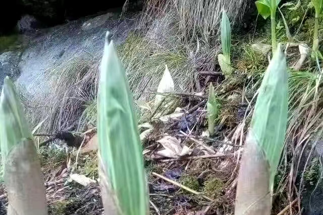 听云南|怒江竹叶菜 野菜界最高冷的"仔"