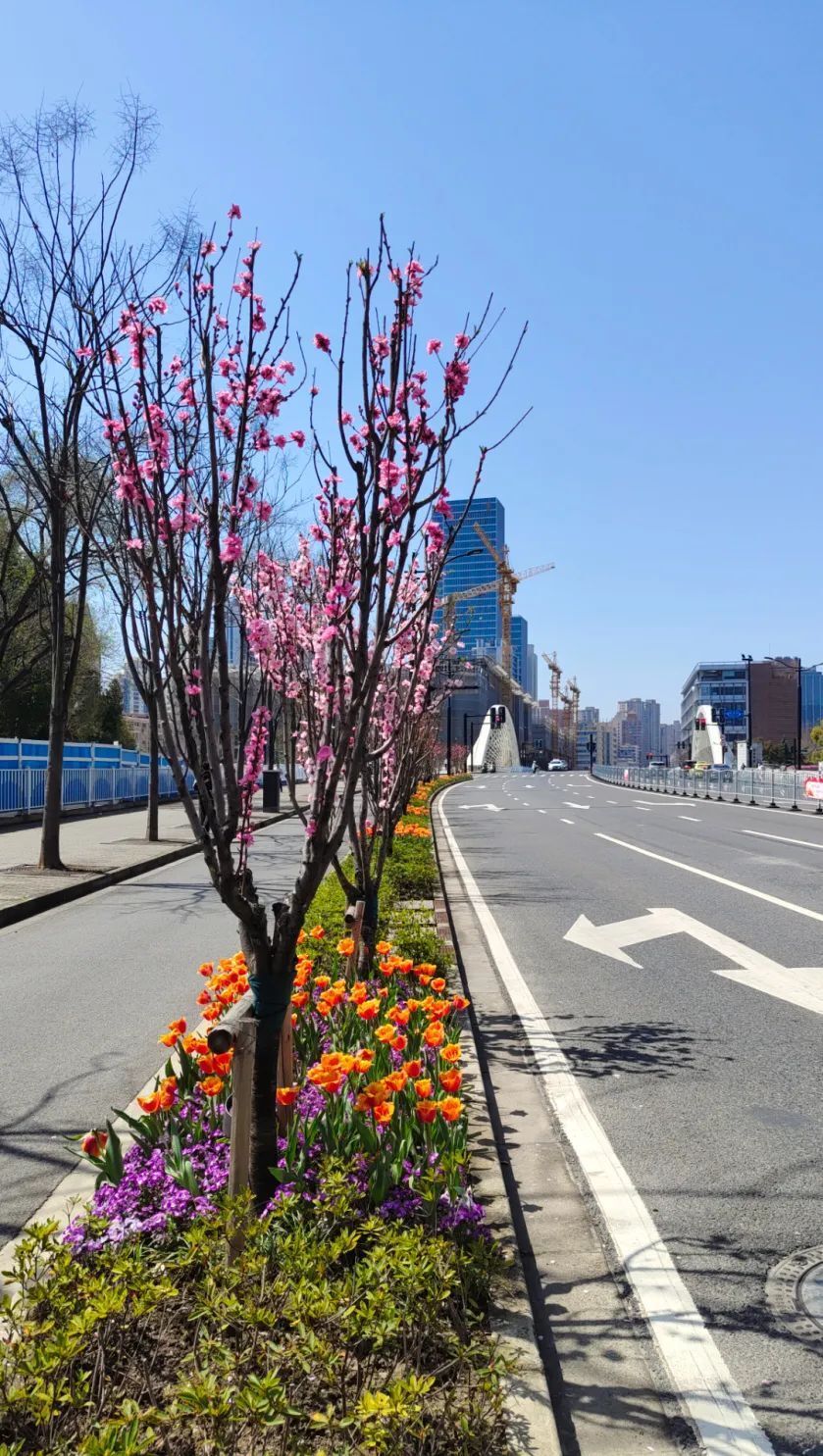 "静"观花开丨帚桃迎春,海棠依旧,这些静安的街边限时美景可不要错过!