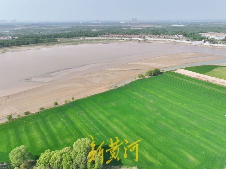 济南黄河畔感受草原风情一眼望去满目翠绿