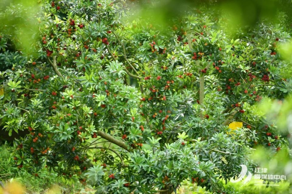 夏坝镇的杨梅熟了!