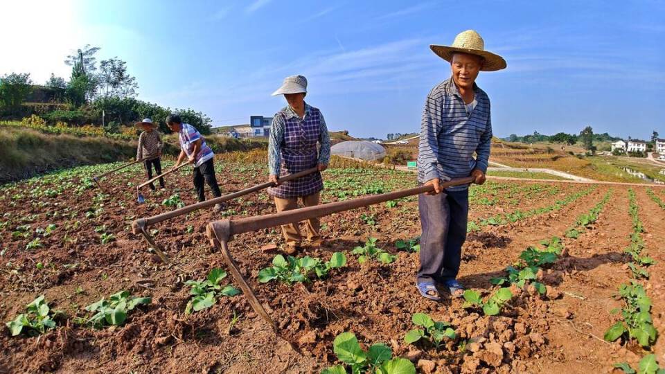 从种两季到四季轮作四川自贡沿滩新堂村发展特色产业村民收入翻了几番