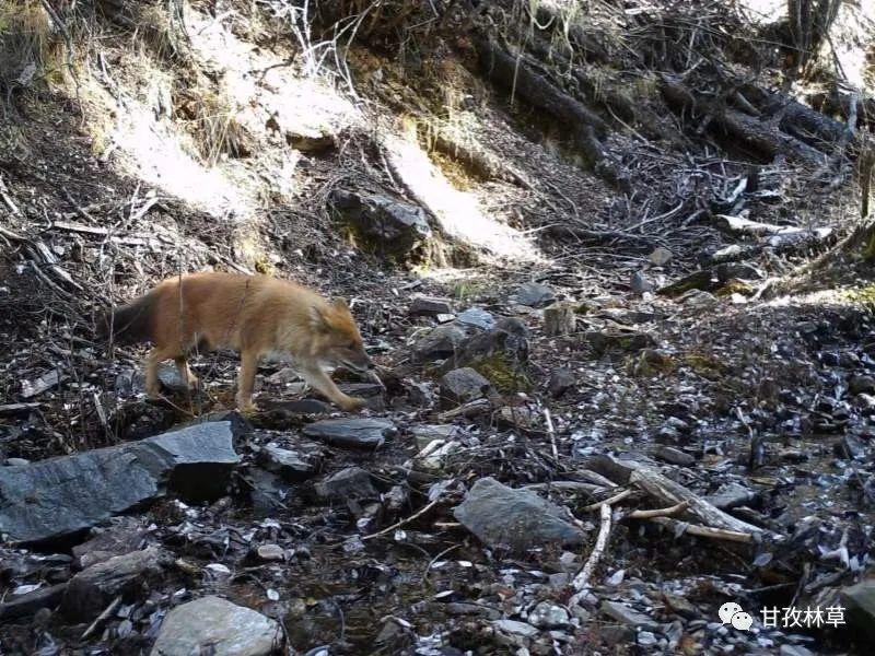 豺狼虎豹裡的豺罕見現身甘孜巴塘系國家一級重點保護野生動物