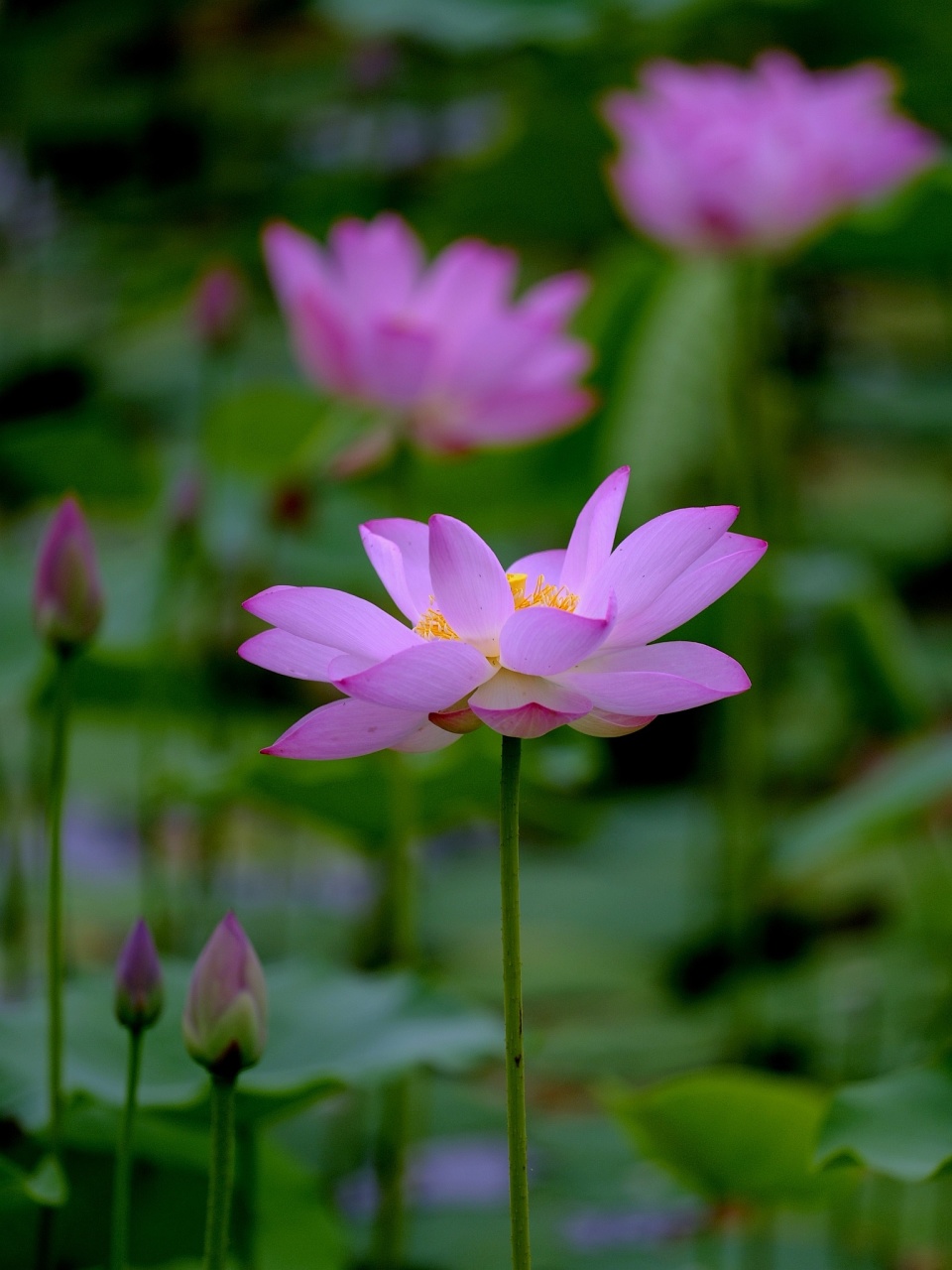 京城荷韵:一组荷花图片,定格夏日最美芳华