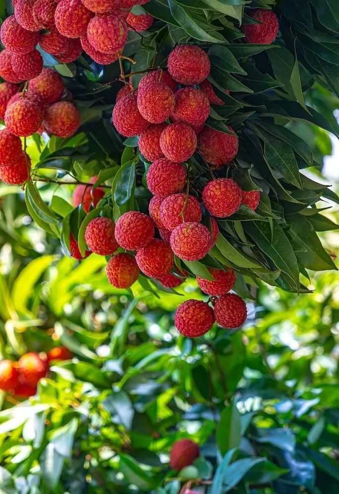 一颗荔枝树，139万元！究竟什么来头？| 农经观察_腾讯新闻