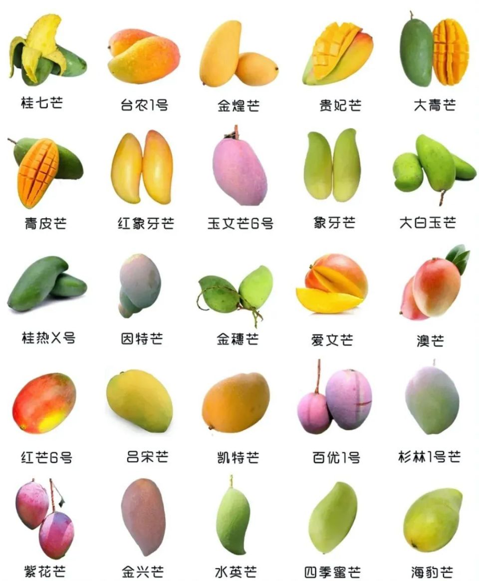 芒果种质资源丰富,种类品种繁多,《植物新品种特异性,一致性和稳定性