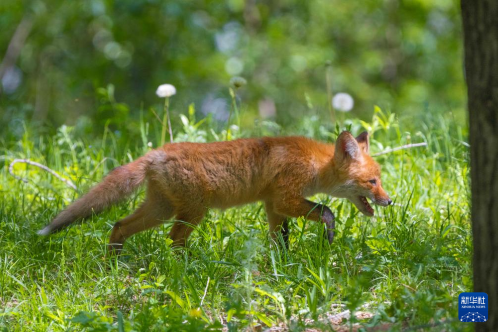 黑龙江齐齐哈尔:赤狐出没