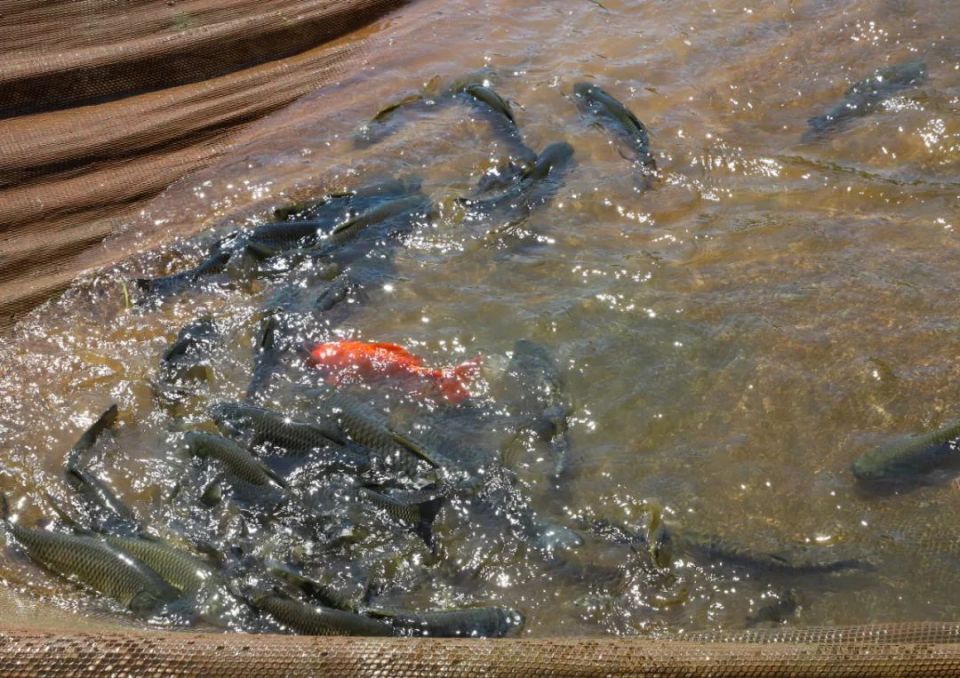 稻花香,稻鱼壮,兴文这儿的稻田鱼真巴适!