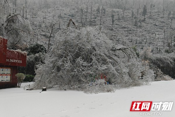 組圖丨臨湘五尖山遭遇有史以來最大的雨雪冰凍災害天氣