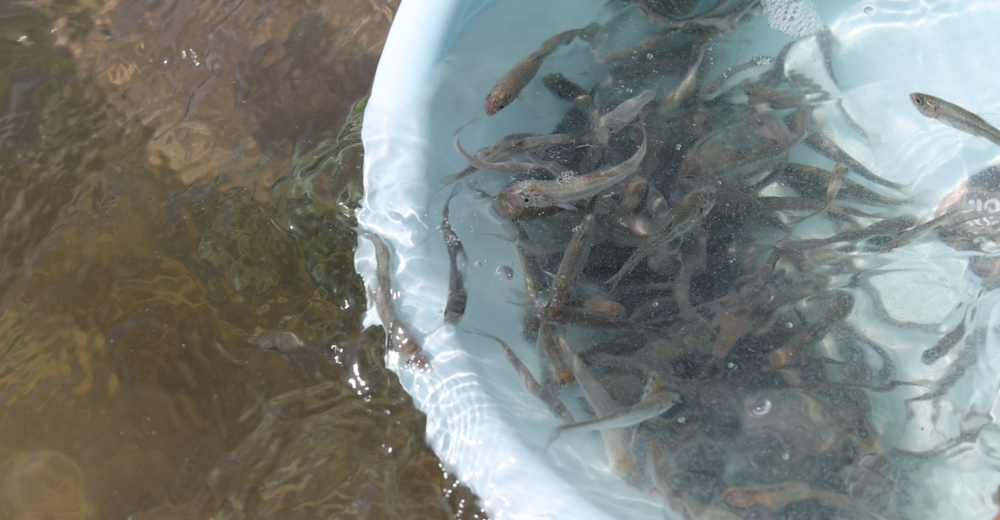 5万尾鱼苗种"安家"伊犁河流域