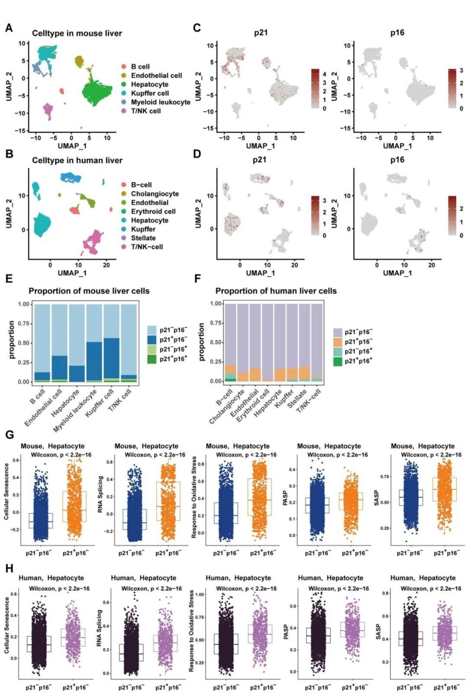 fah-/-小鼠模型被广泛应用于肝干细胞和肝基因