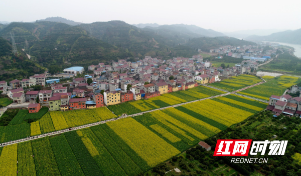 组图麻阳步云坪村油菜花海巧绘山村春居图