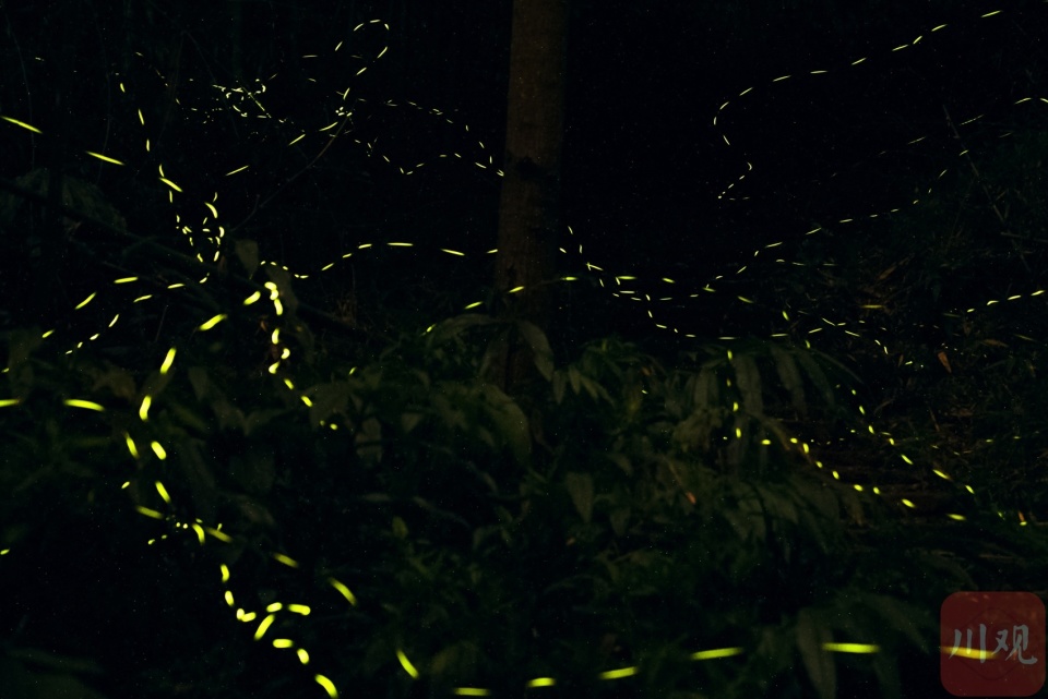 c视频|春夜流萤 这个"萤火虫秘境"人气火爆