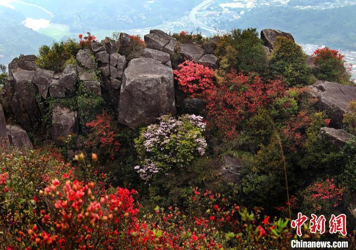 浙江苍南高山杜鹃花争奇斗艳醉游人