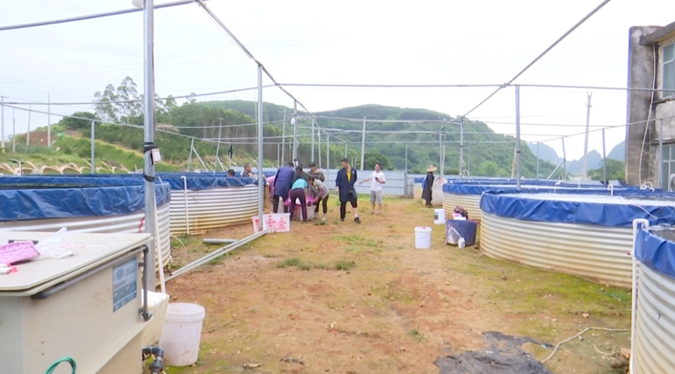 【乡村振兴】宁明华侨农场:"陆基养鱼"效益好  群众致富路子宽
