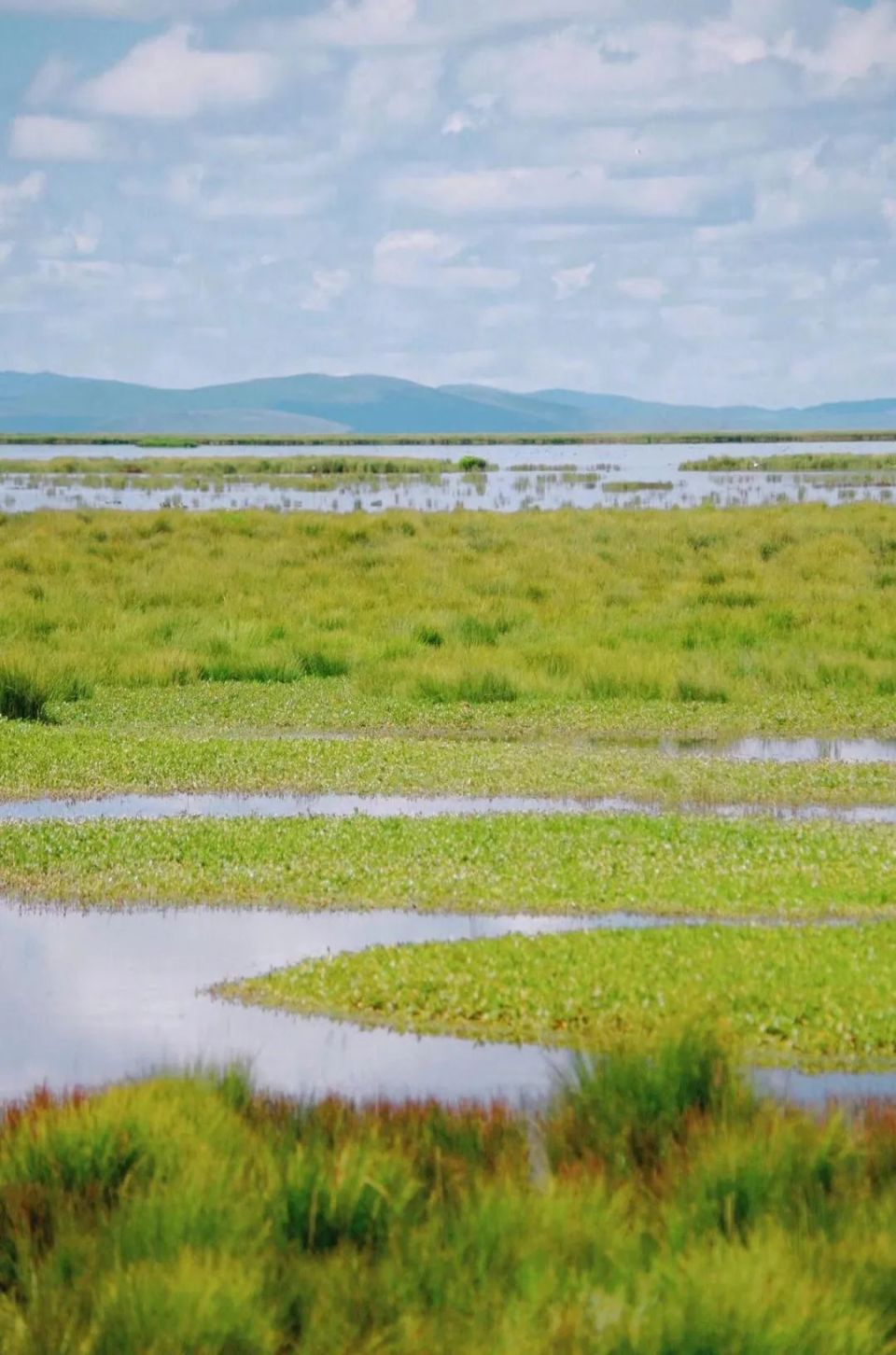 其中花湖的水域面积约300多亩,这里一到每年夏季的6月底和7月上旬