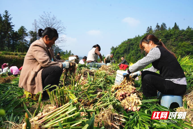 [南方生姜网-图片加载]