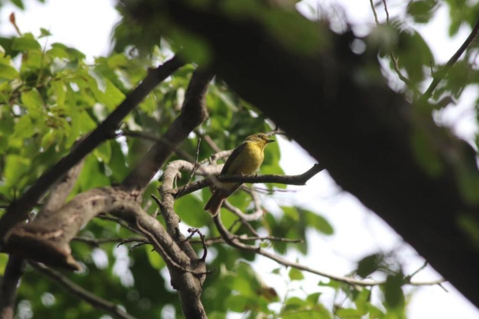 世界环境日|翻山越岭寻鸟踪,6.