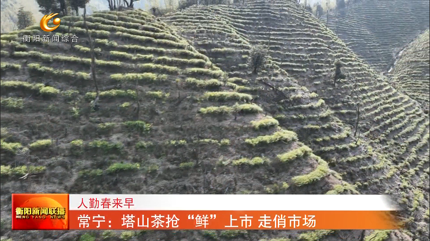 常宁：塔山茶抢“鲜”上市 走俏市场