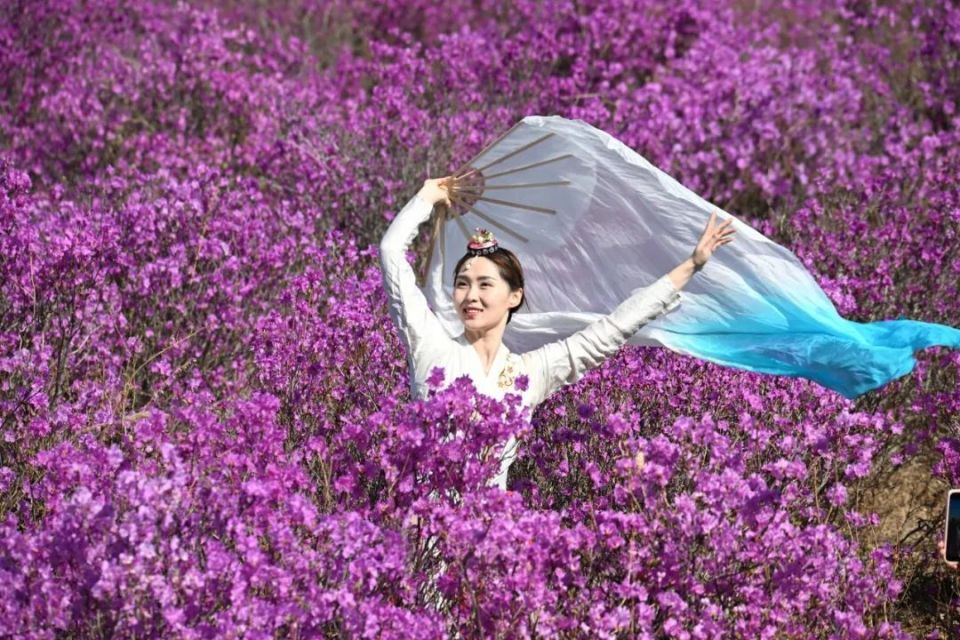 龙井市犇福金达莱花海迎来最佳赏花期——百亩金达莱花迎春怒放