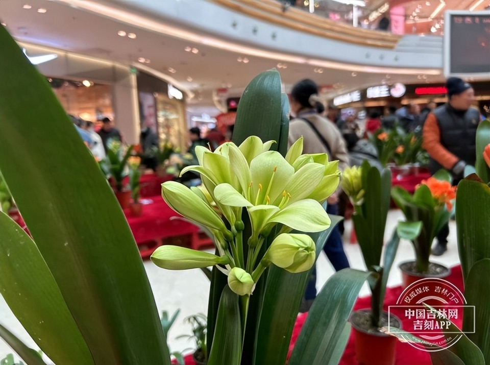 长春君子兰第五届迎春花展在吾悦广场启幕