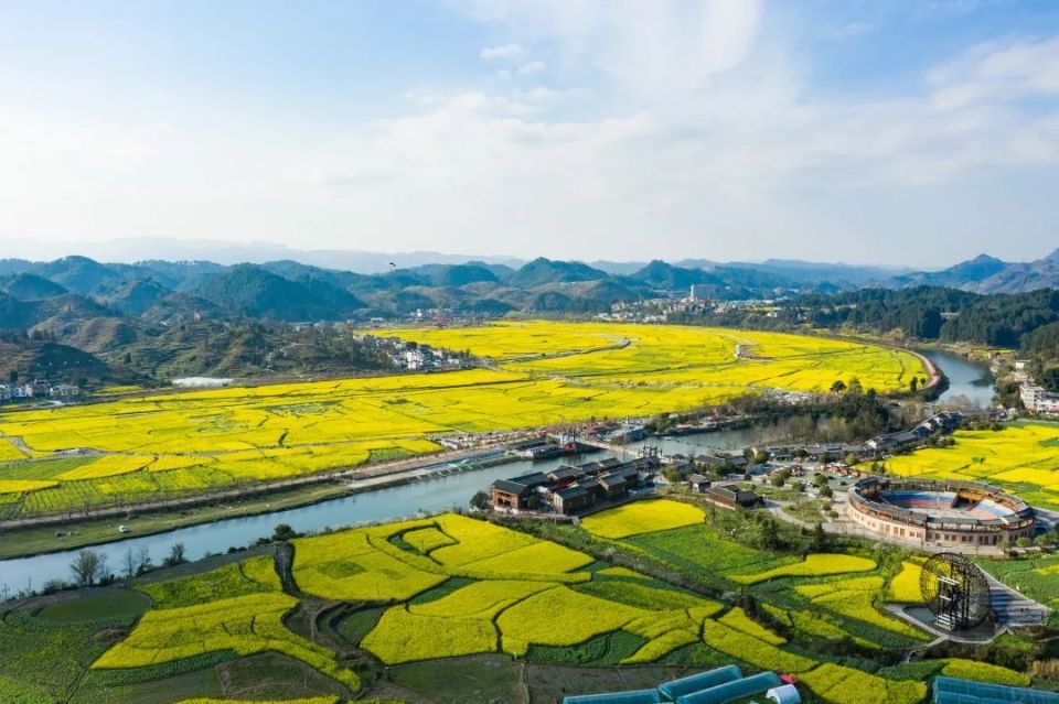 贵定金海雪山已是一片金黄,今年的花期将持续到三月中旬左右_腾讯新闻