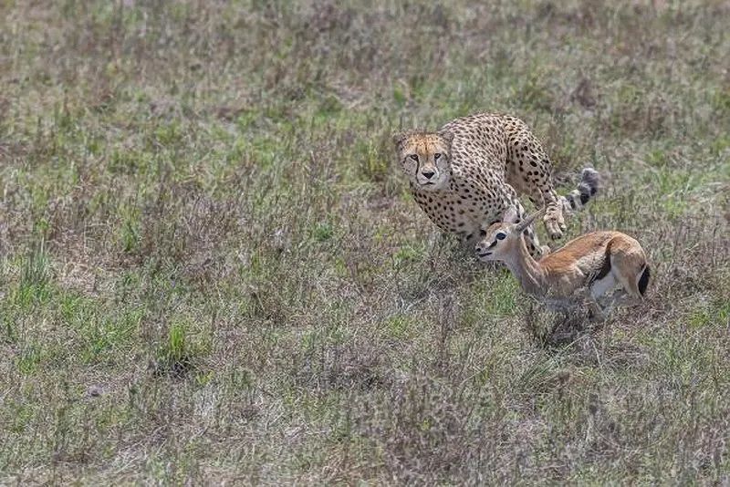 豹 豹子 壁纸 动物 桌面 800_534