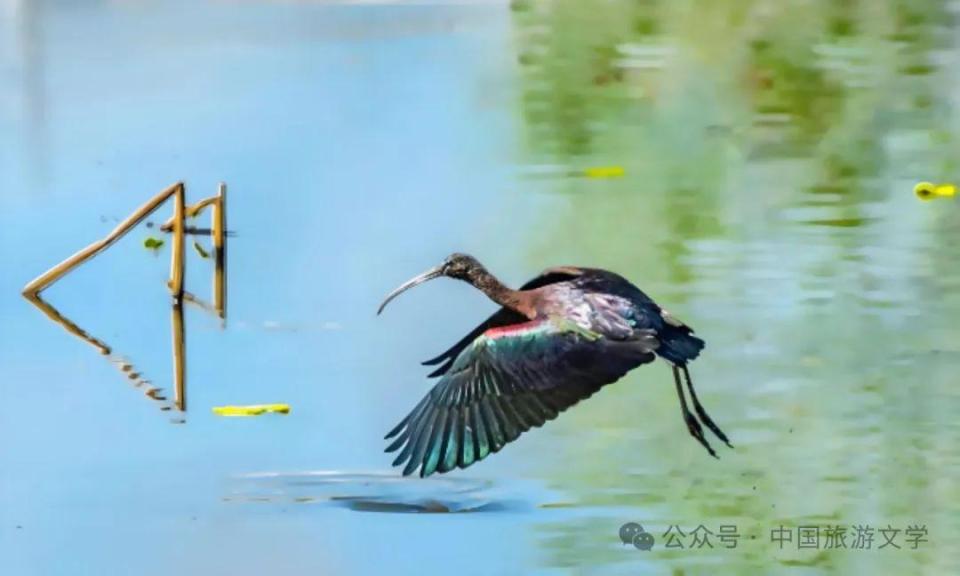 行走丨彩鹮之约，剑湖的生命华章_腾讯新闻