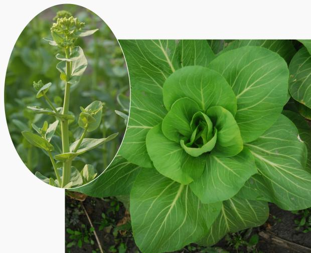 背景 壁纸 绿色 绿叶 盆景 盆栽 树叶 植物 桌面 620_505