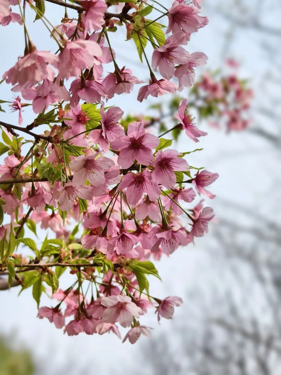 长宁这条"樱花绿道"迎来最佳观赏期