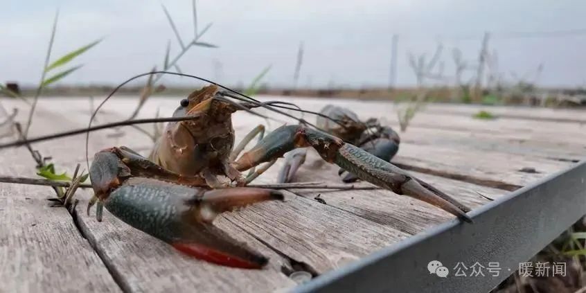 澳洲淡水龙虾游进鄂尔多斯盐碱地