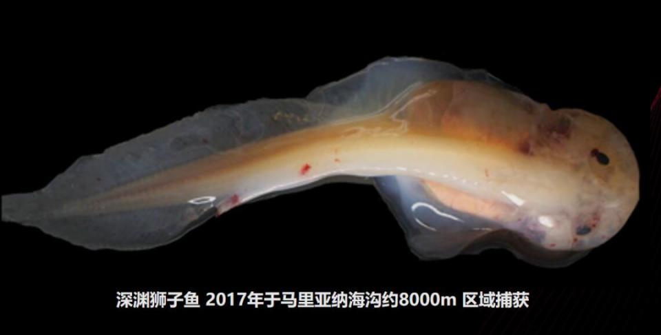 国际合作研究团队在深海拍摄的狮子鱼影像下图是国外研究者和生物学