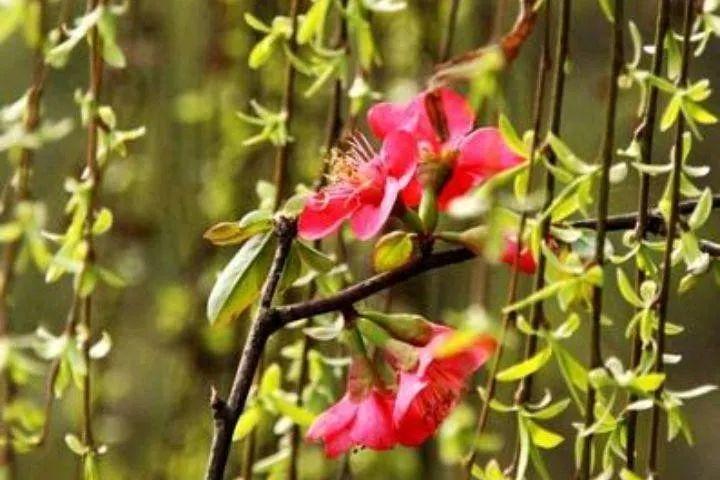 春风杨柳万千条，春光明媚，桃红柳绿，八首杨柳诗歌欣赏_腾讯新闻