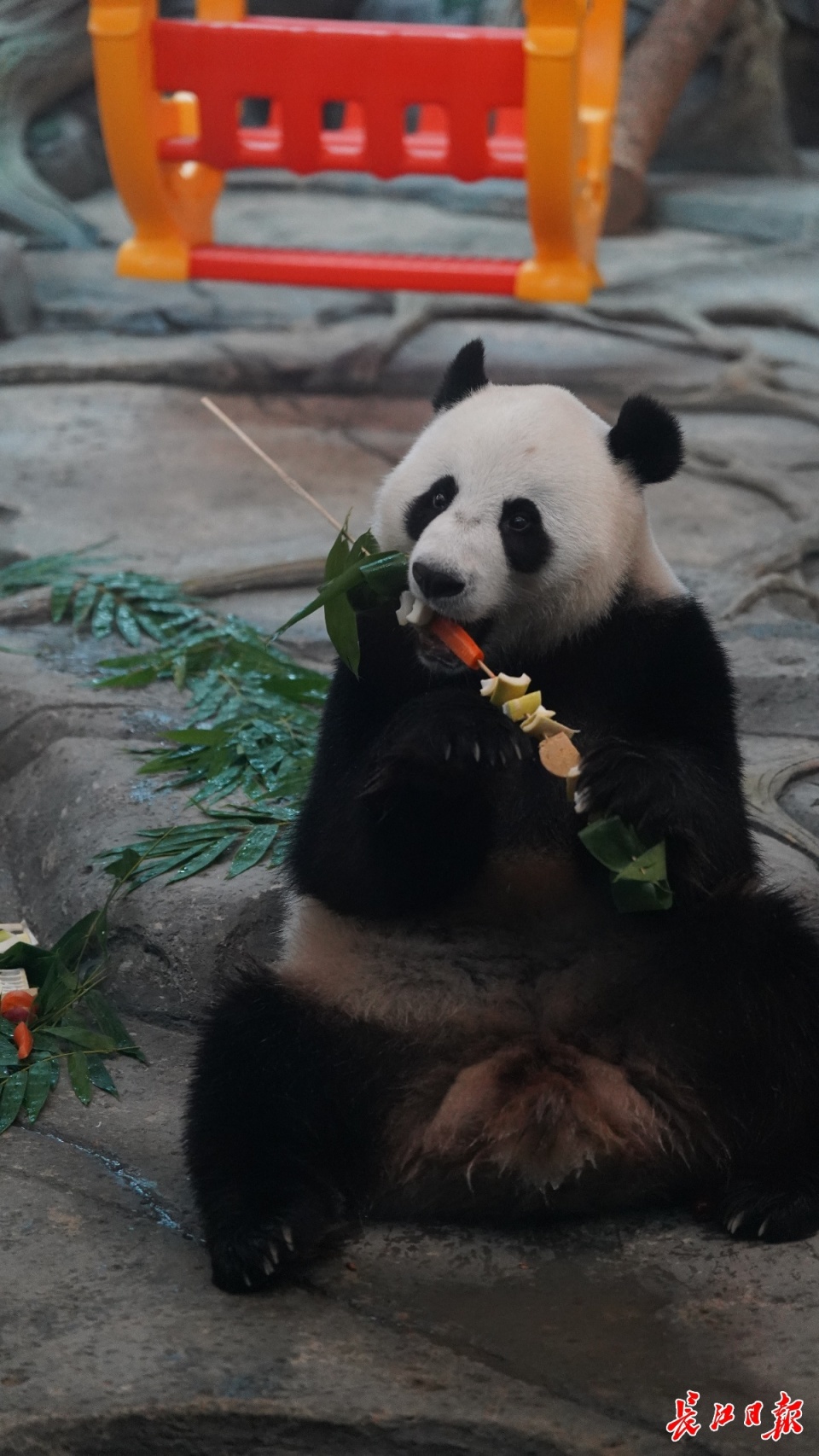 大熊猫武林5周岁了!今天在武汉动物园庆生