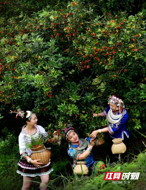 邮政助农丨首发日:"朝发夕至" 快递企业助力靖州杨梅直达227个城市