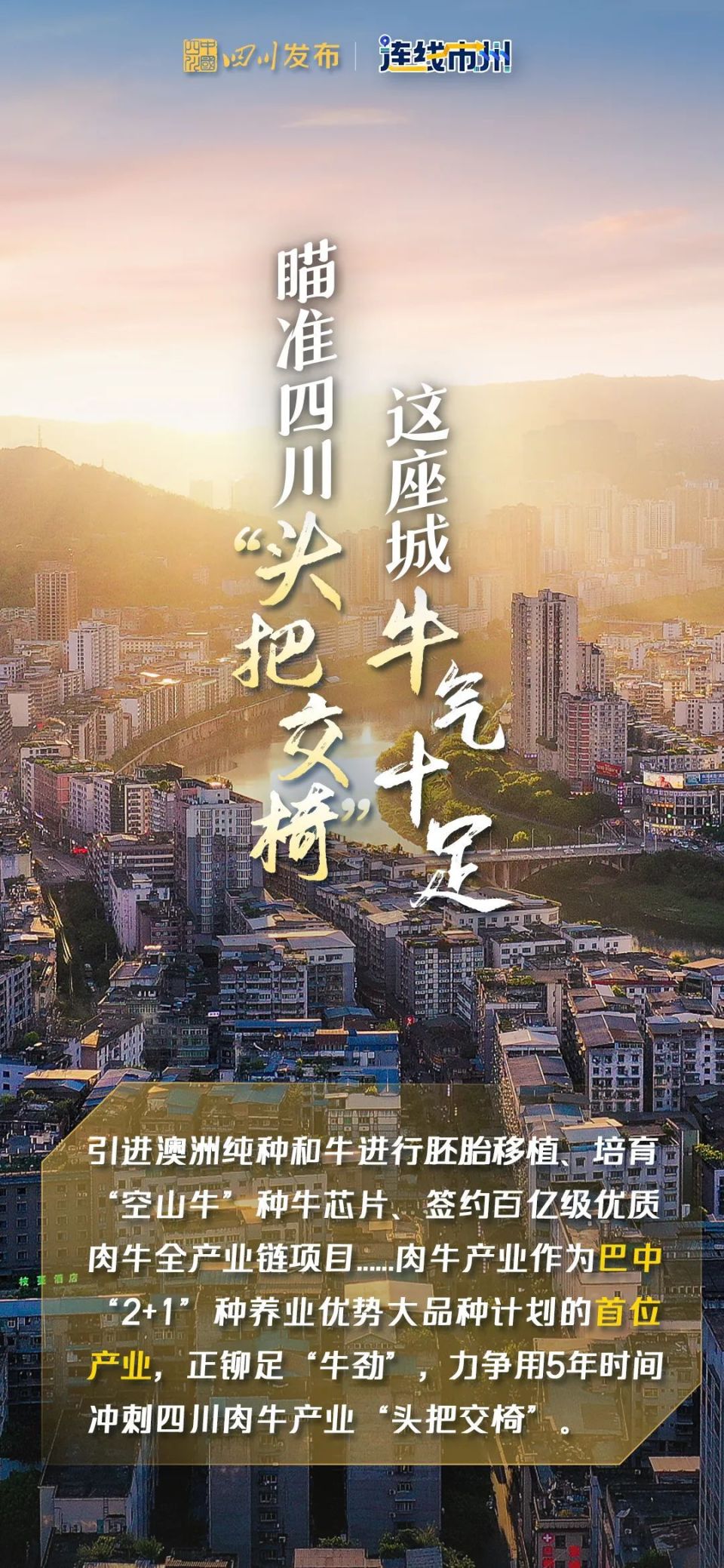 不久后,进行了澳洲纯种和牛胚胎移植,39头安格斯能繁母牛畜牧业专