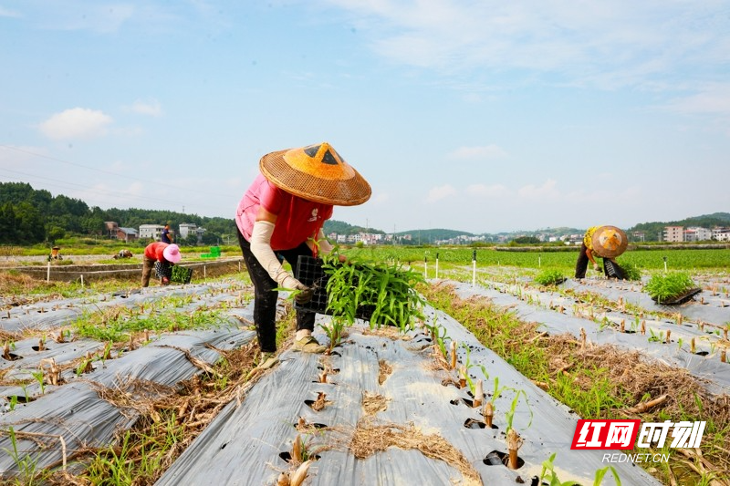 湖南新田：种植二茬鲜食玉米促增收_腾讯新闻