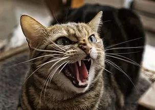 遇到攻击性很强的猫怎么办？别扔，还能再抢救一下_腾讯新闻