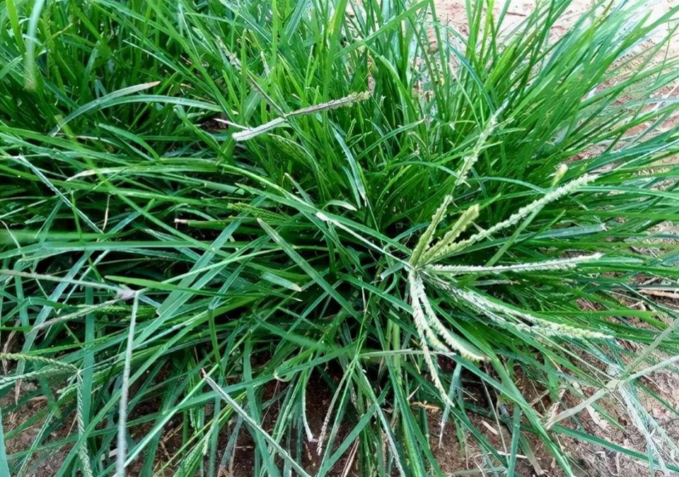 万物有灵 | 庄稼敌人千人拔——牛筋草