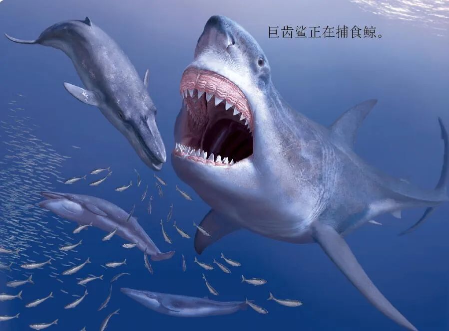 巨齿鲨吃虎鲸怎么画图片