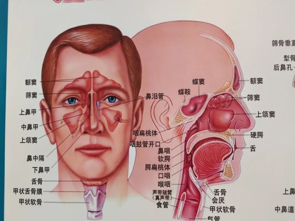 咽喉痛也会致命？警惕急性会厌炎_腾讯新闻
