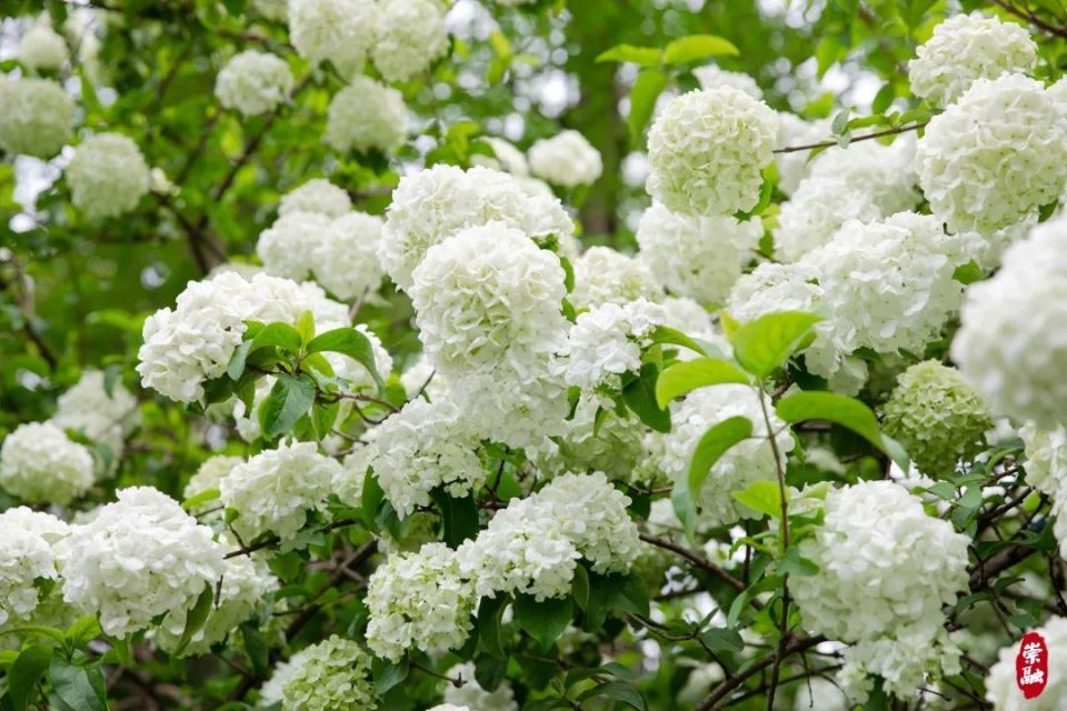 洁白胜雪,香气怡人,崇明这里的木绣球花悄然绽放!