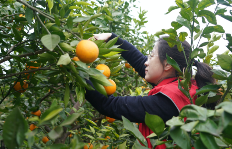 重庆北碚区：柑橘有销路 果农笑开颜_腾讯新闻