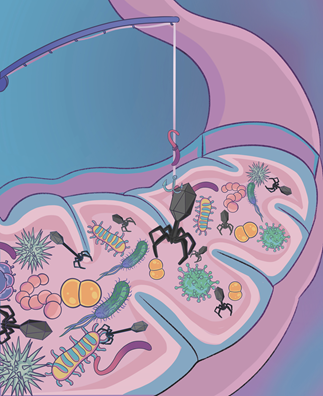 人体肠道噬菌体,治疗肠道感染的新武器