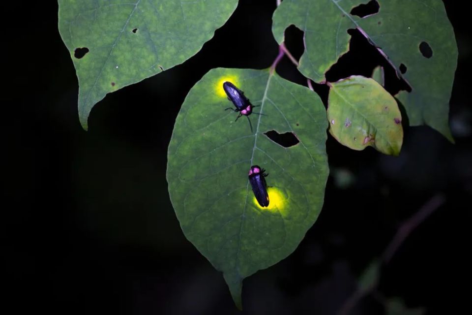 萤火虫迎"爆发期"!褪去光环是"甲虫"?是"感情骗子"?