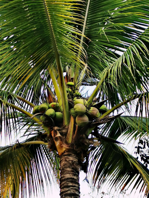 绿化带上的水果熟了,景洪市免费发放1吨椰子!
