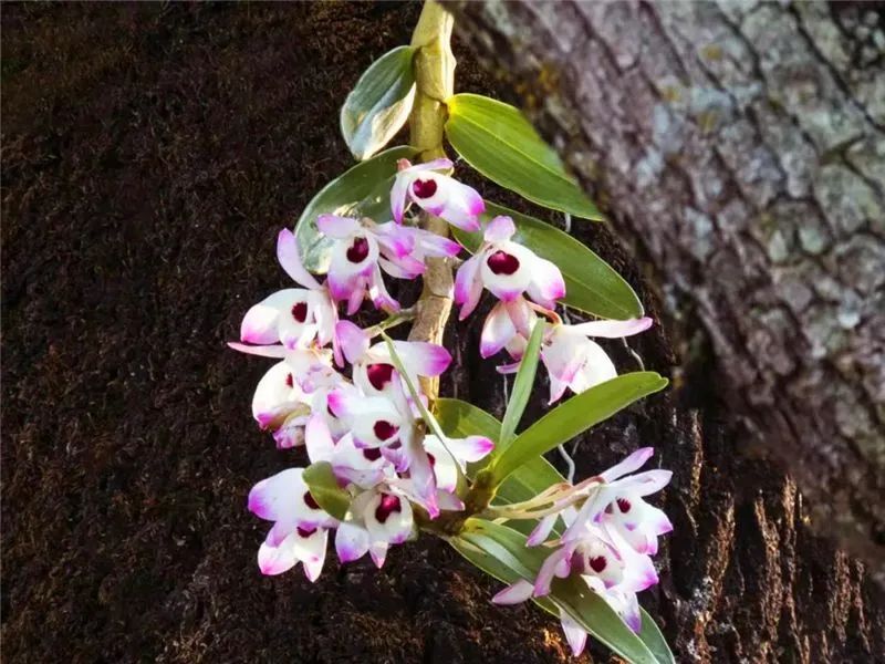 【普洱文旅】又到一年石斛季 娇艳婀娜引客来_腾讯新闻