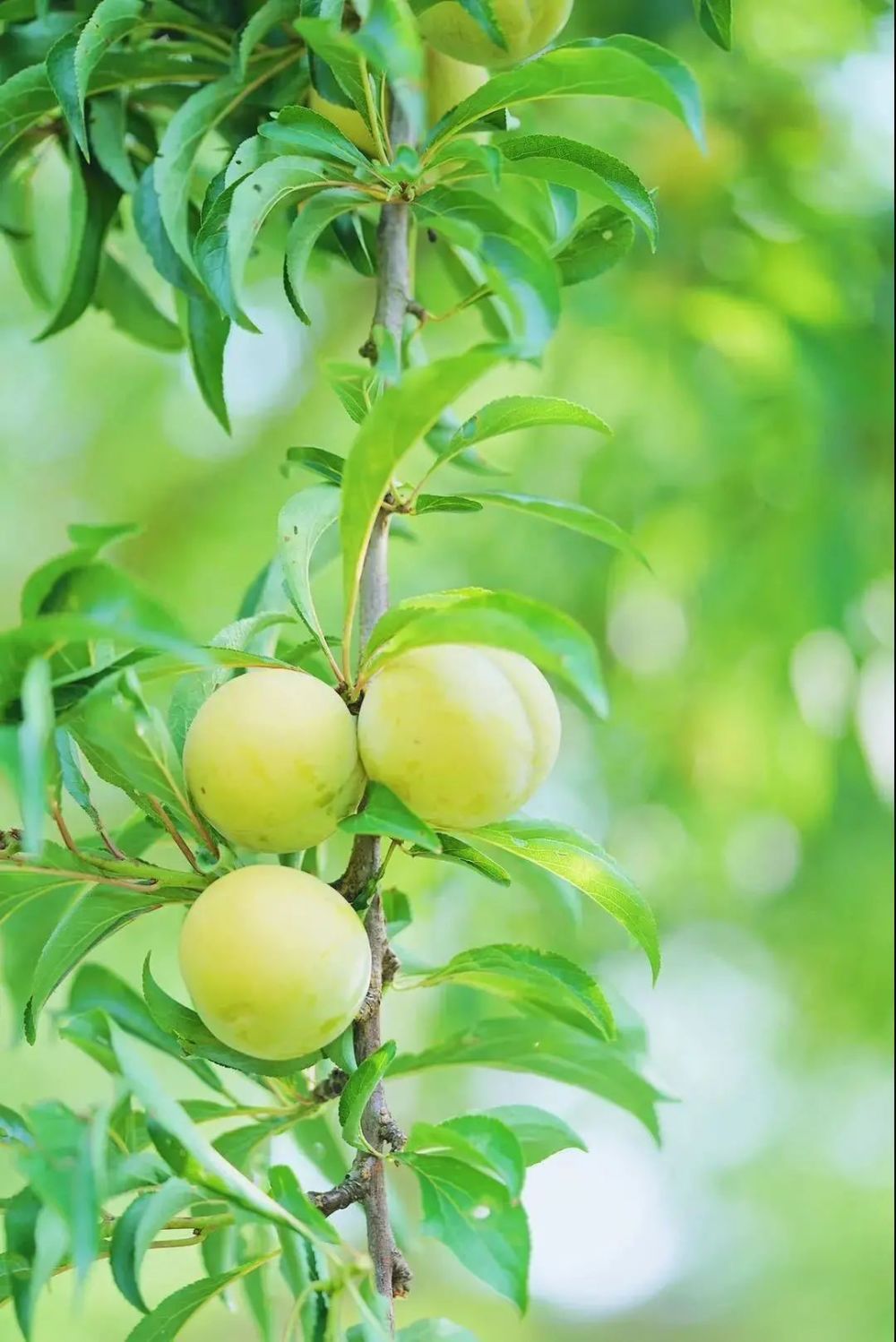 探访微兔果园基地,揭秘为何微兔家的蜂糖李品质这么好!_腾讯新闻