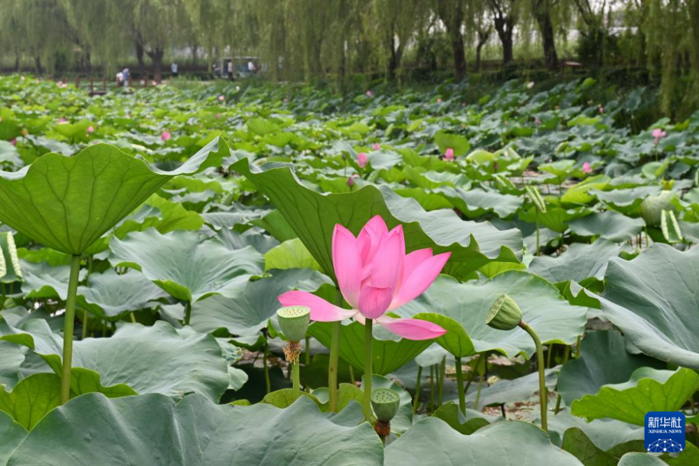 白洋淀荷花大观园图片图片