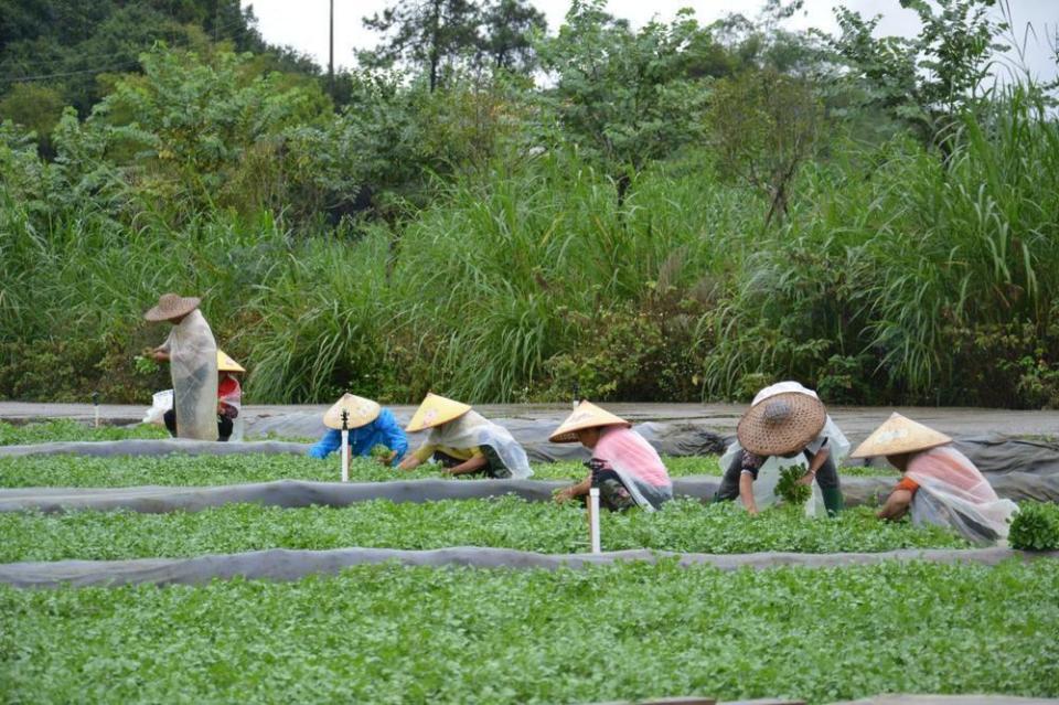 旱地西洋菜种植图片